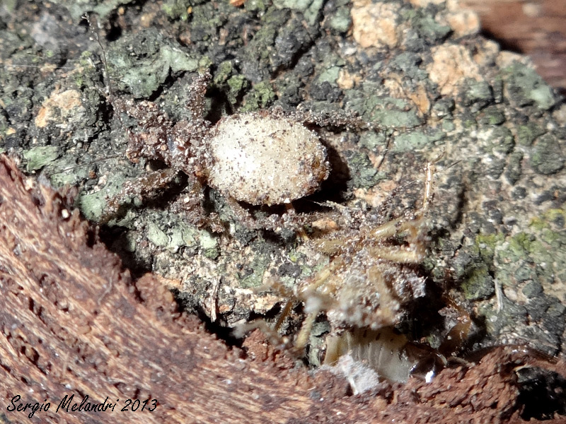 Reduvius personatus (Reduvidae) della Romagna (RA)